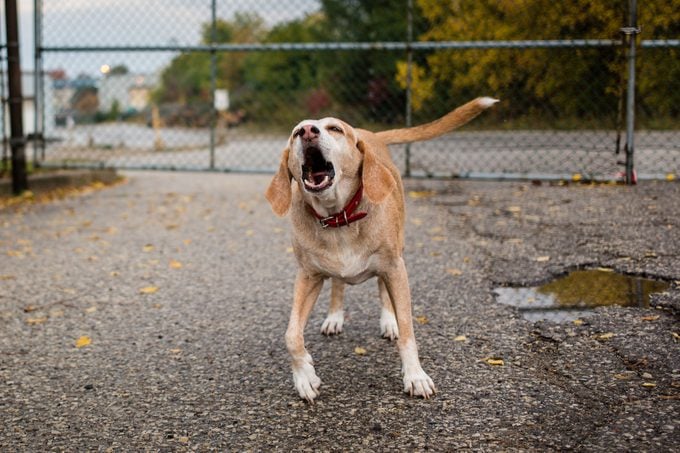 A Dog Howls Protectively In Front Of A Gate