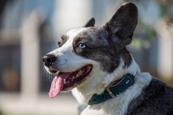 A Gray Dog Of The Welsh Corgi Cardigan Breed Is Basking In The Sun
