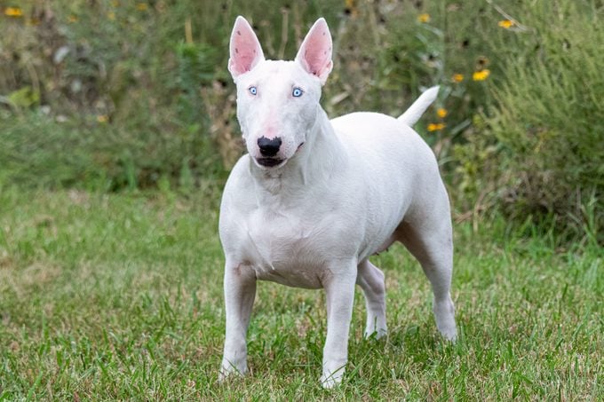 All White Bull Terrier Posing For A Natural Outdoor Portrait At A Park