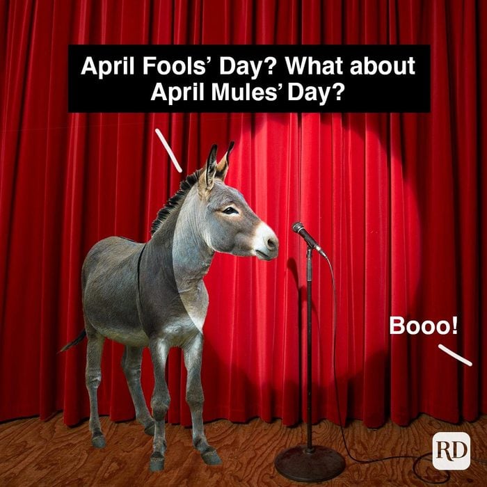 April Fools Memes To Make You Laugh After Getting Pranked April Fools Day What About April Mules Day