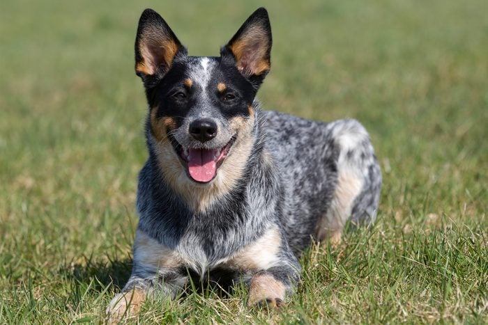 Australian Cattle Dog Gettyimages 523096673