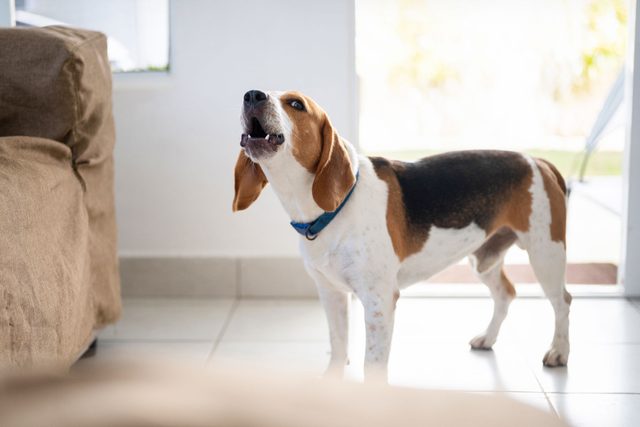 Barking Howl Beagle Dog In House Environment