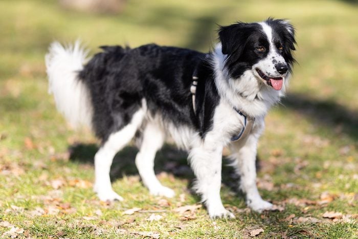 Border Collie Gettyimages 1389948998