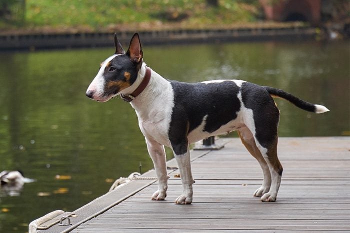 Bull terrier puppy dog on a wooden pier at a lake, copy space, detail with selected focus and narrow depth of field