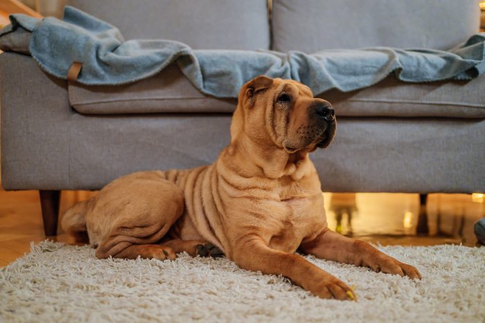 Chinese Shar Pei Gettyimages 1472045866