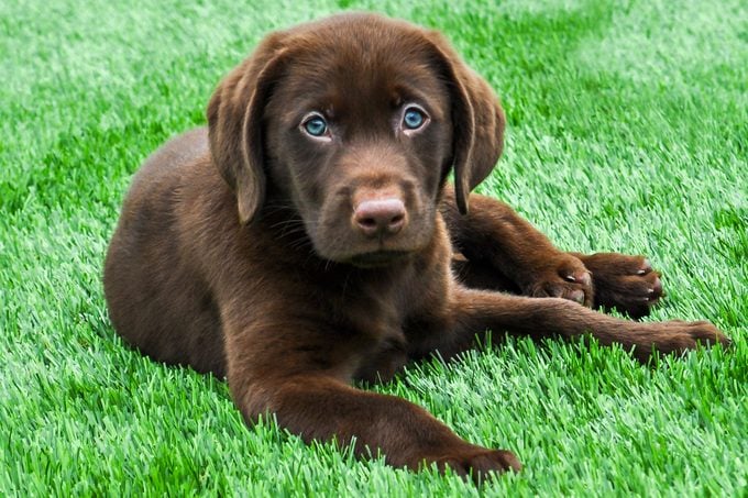 Chocolate Labrador Retriever Sitting On Green Grass