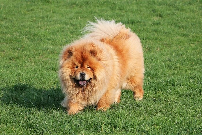 Chow Chow Gettyimages 1153215122
