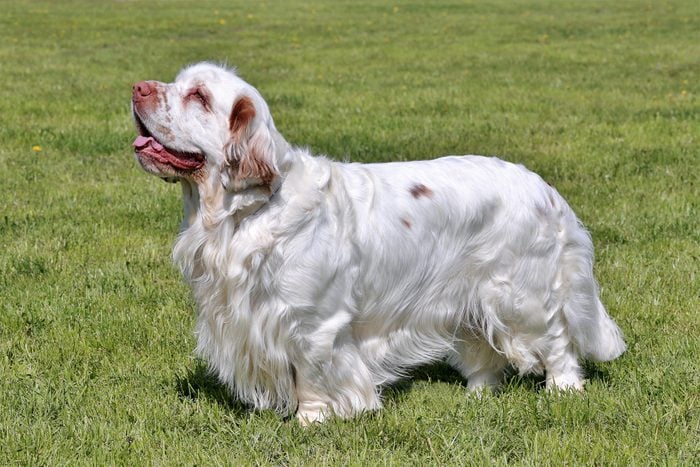 Clumber Spaniel Gettyimages 597632714