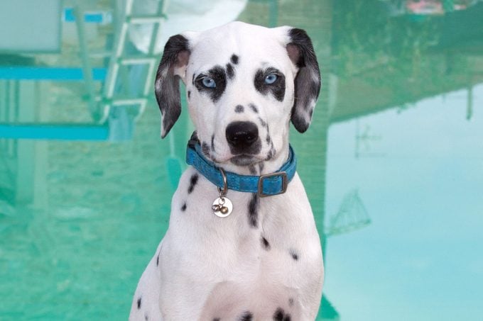 Dalmatian Puppy With Blue Eyes