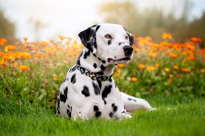 Dalmatian Gettyimages 1477482225