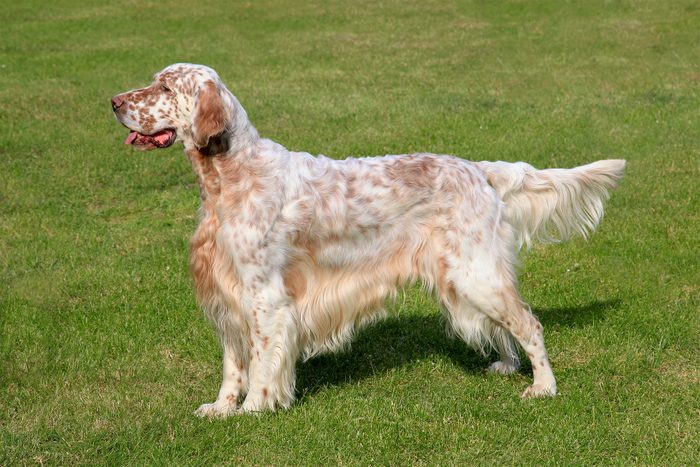 English Setters Gettyimages 507142416