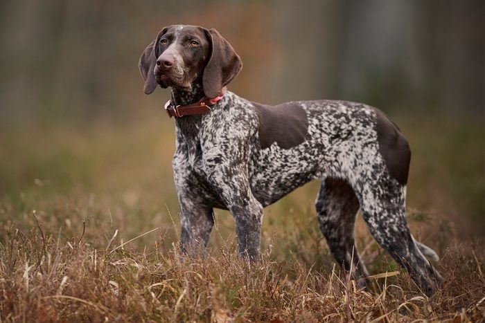 German Shorthaired Pointer Gettyimages 1481196687