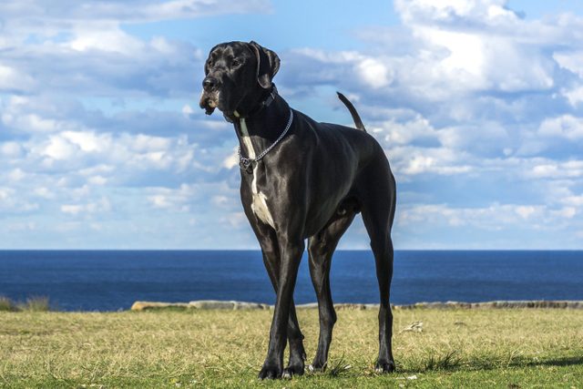 Great Dane by the sea