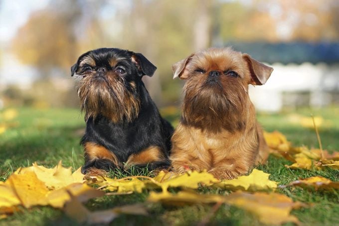 Brussels Griffon dogs (Griffon Belge and Griffon Bruxellois) lying outdoors on a green grass with fallen yellow maple leaves in autumn