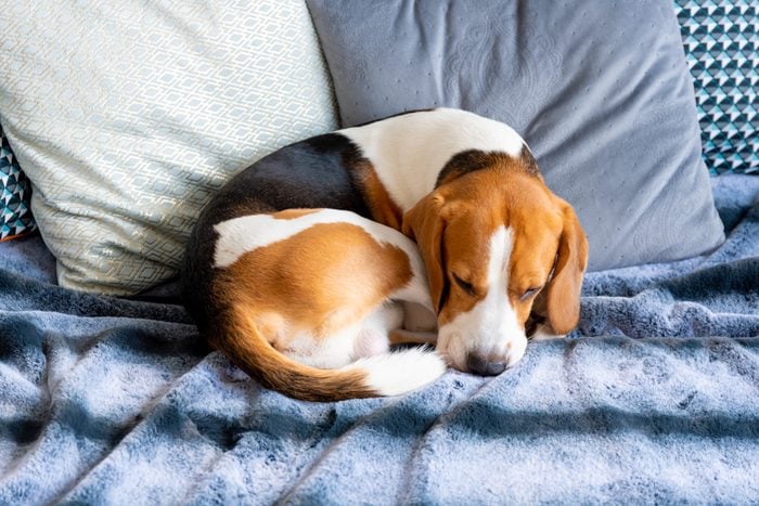 Dog tired sleeps on a couch. Lazy Beagle on sofa.