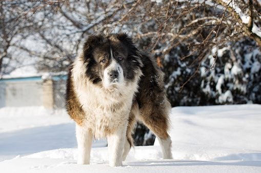 Adult Caucasian Shepherd dog is outside on a cold winter day with snow.Caucasian sheepdog in winter time.