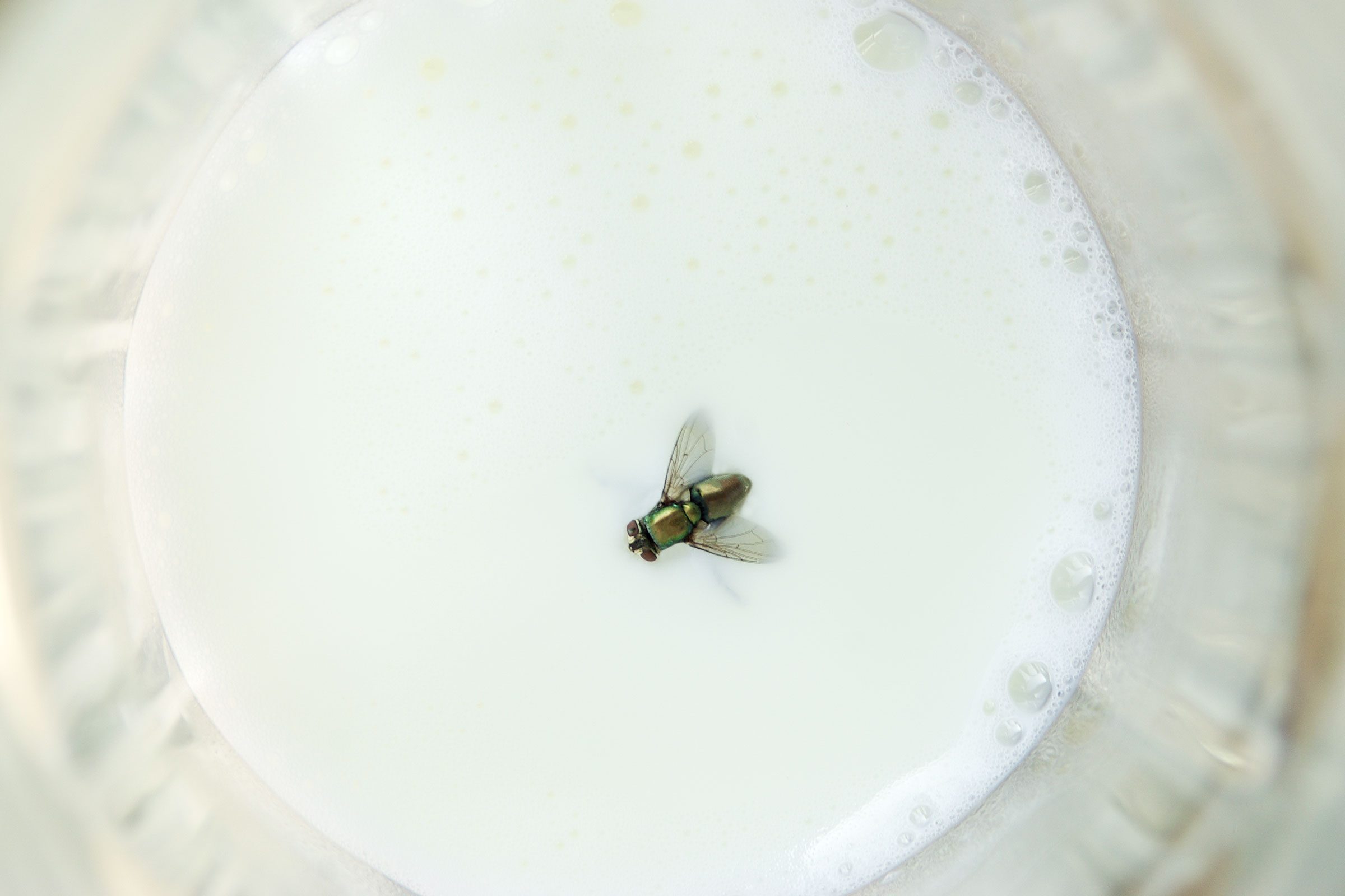 fake fly floating in milk