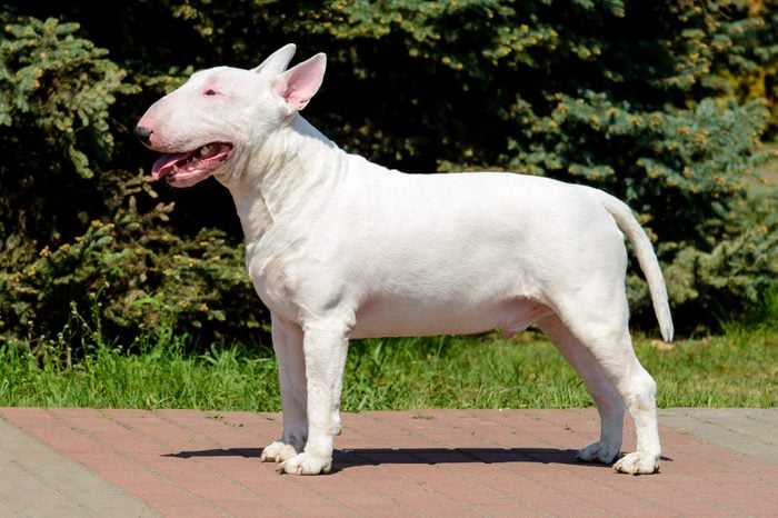 Bull Terrier white in profile.