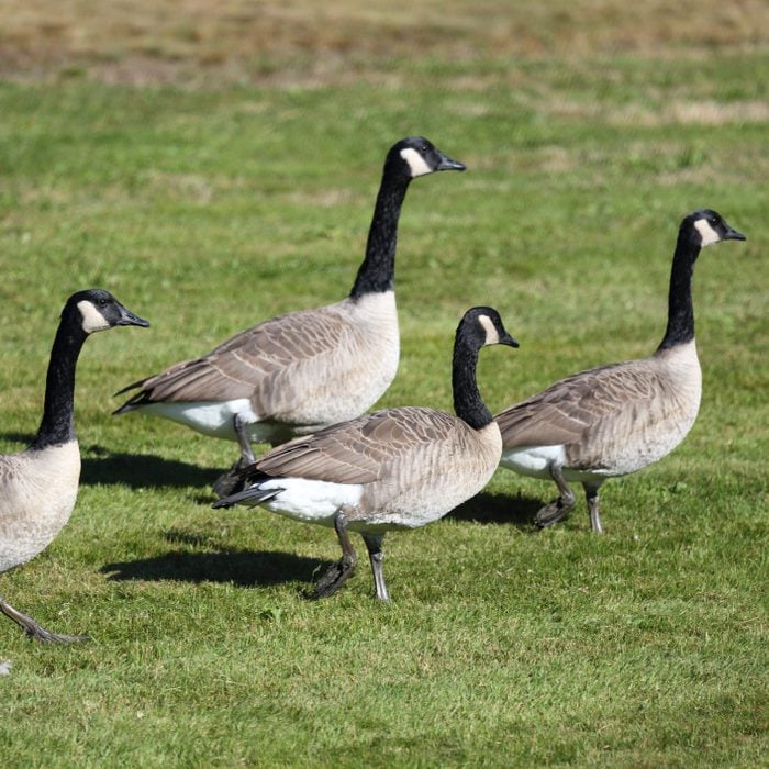 Canada geese in a public park, Nova Scotia, Canada