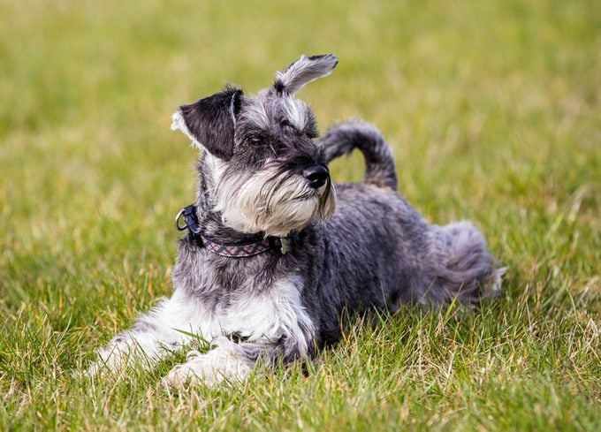 Mini schnauzer lying on grass with one ear raised, listening.