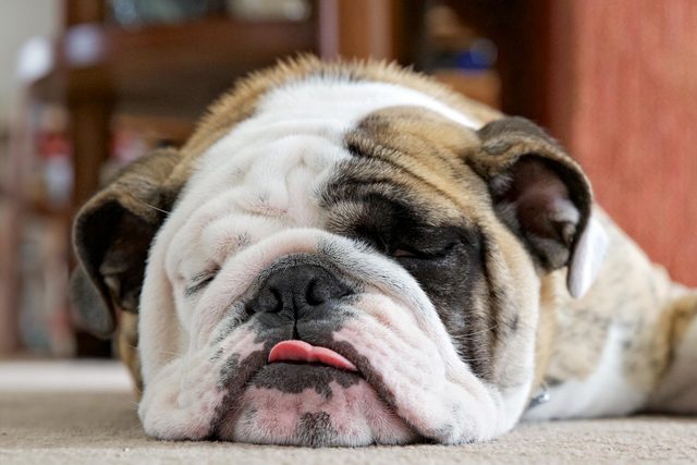 bulldog with part of his tongue sticking out while sleeping