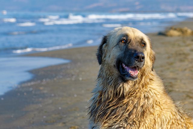 Big dog sitting by the sea after swimming. Guard dog, rescue on the waters. Estrela mountain dog