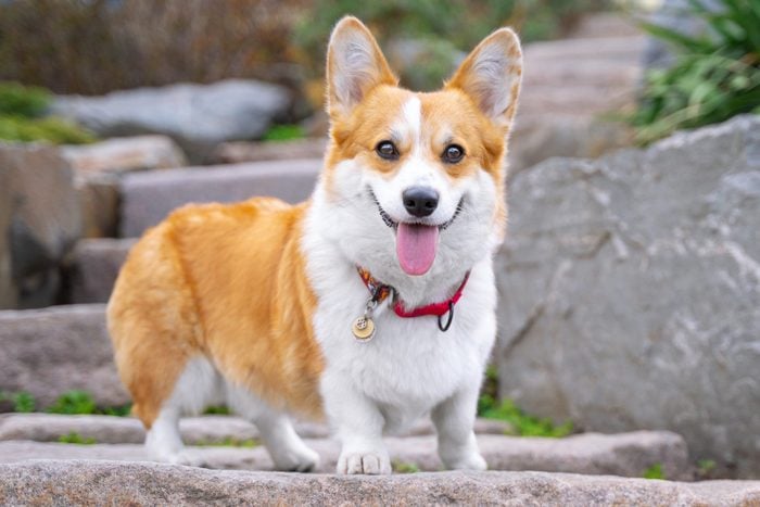 Happy and active purebred Welsh Corgi dog outdoors in the park on a sunny summer day.
