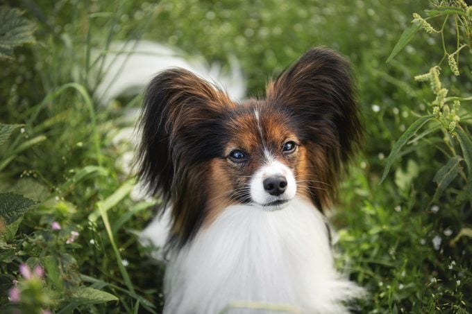 Beautiful papillon dog lying in the green grass field in summer. Continental toy spaniel outdoors. Close-up