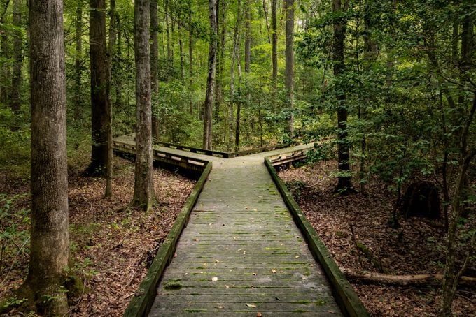 Fork in the road for major decision on wooden boardwalk in forest