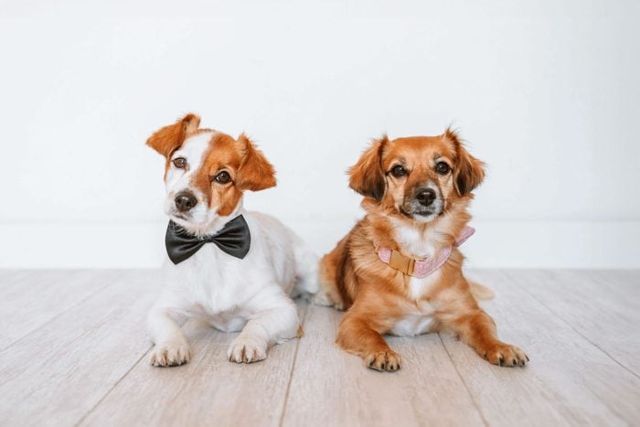 dog with bow tie and dog with pink collar to represent the difference between boy and girl dogs