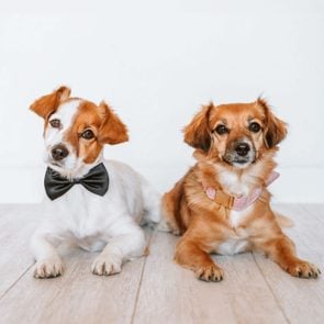 dog with bow tie and dog with pink collar to represent the difference between boy and girl dogs