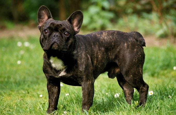 French Bulldog, Male standing on Grass
