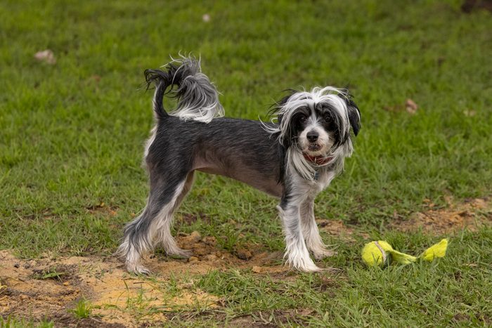Chinese Crested Dog playing with a ball