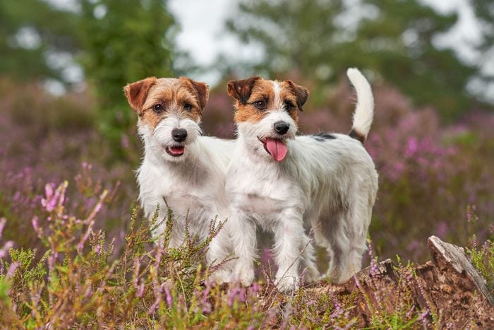 Jack Russel Terrier in moorland 