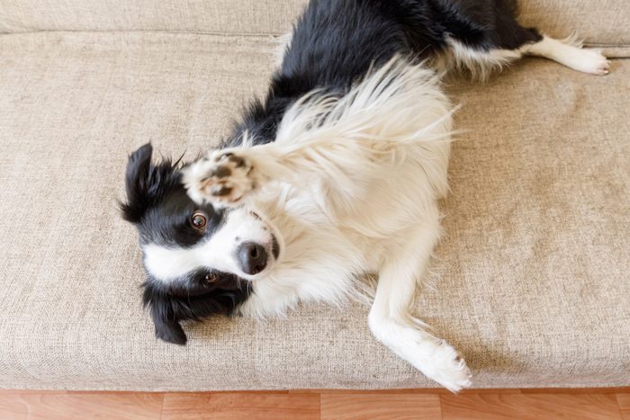 Funny portrait of cute puppy dog border collie on couch. New lovely member of family little dog looking happy and exited, playing at home indoors. Pet care and animals concept