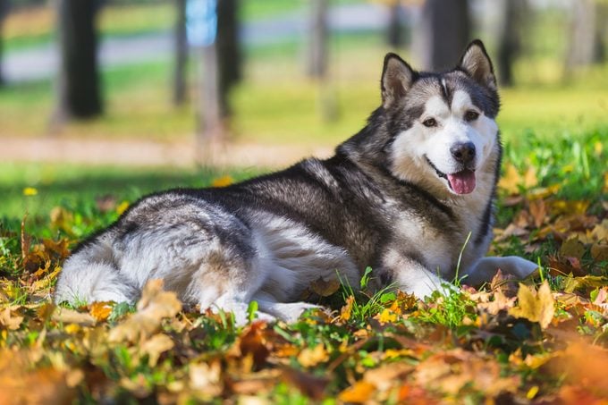 Alaskan malamute dog is lying in comfortable autumn grass and leaves