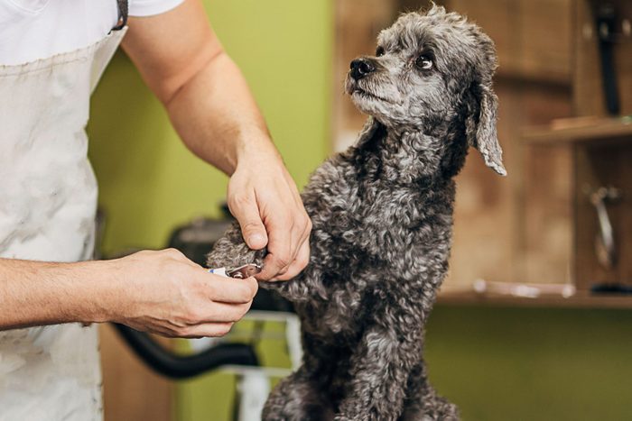 One young man, pet groomer, cutting nails on a poodle