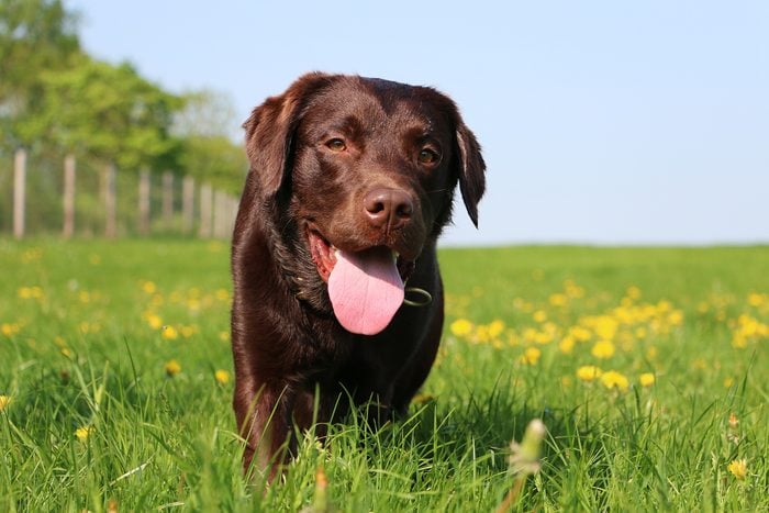 brown labrador retriever is walking in high grass with dandelions