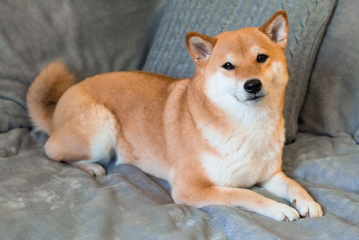 Red dog breed Shiba inu is lying on the grey sofa at home.