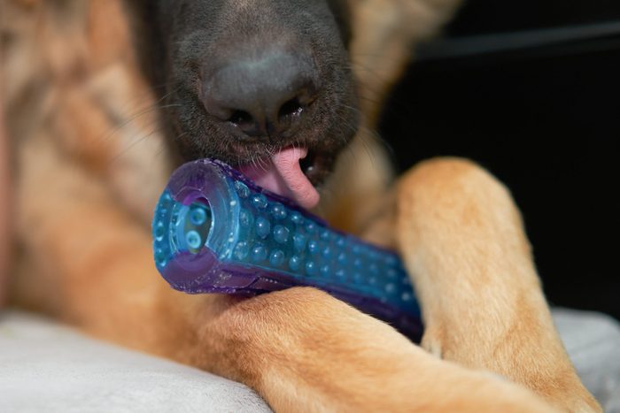 dog licking tooth paste toy