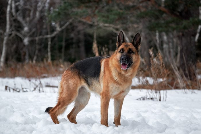 Beautiful portrait of black and red German Shepherd on background of white snow and forest.