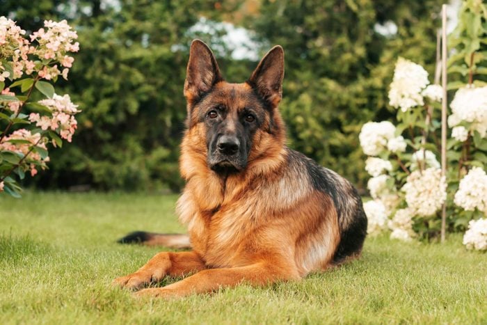 Portrait of an adult German shepherd dog in a garden.