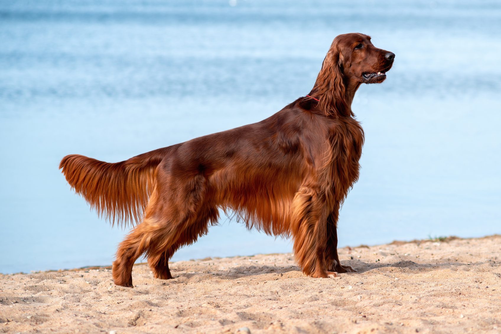 Purebred irish red setter standing on a background of on the beach by the sea on a Sunny day.