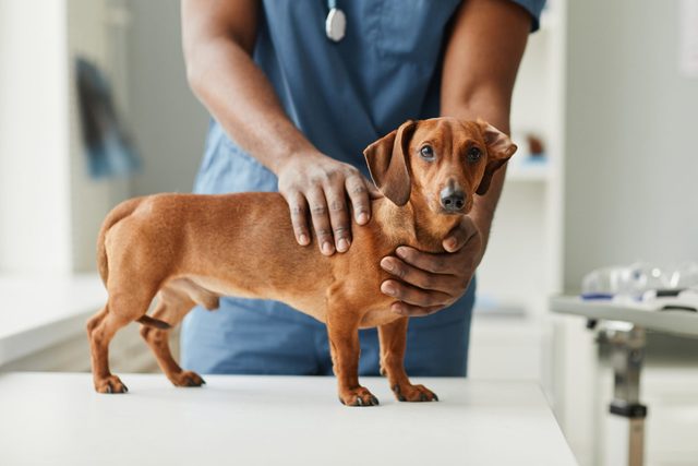 Hands of African-American male veterinarian touching dachshund