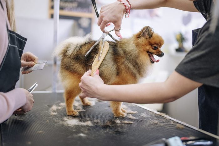 Dog grooming courses.