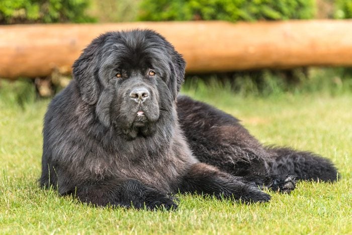 Newfoundland dog on a summer day in the garden. Newfoundland dog breed in an outdoor. Big dog on a green field. Rescue dog.