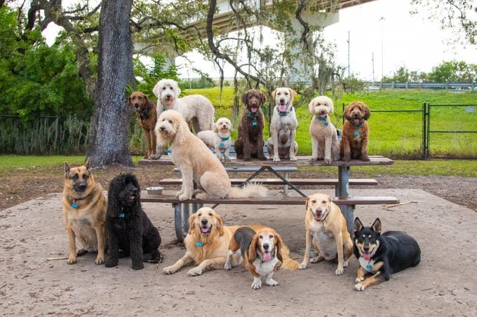 Group of fourteen dogs sitting on a bench and table in the park, Florida, USA