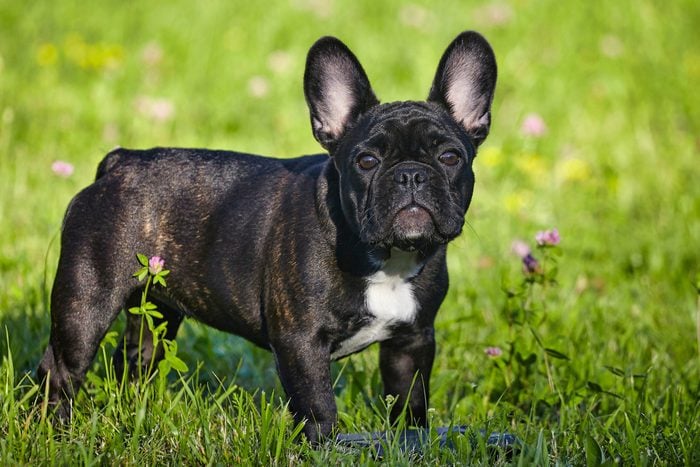 charming french bulldog puppy in summer on the green grass