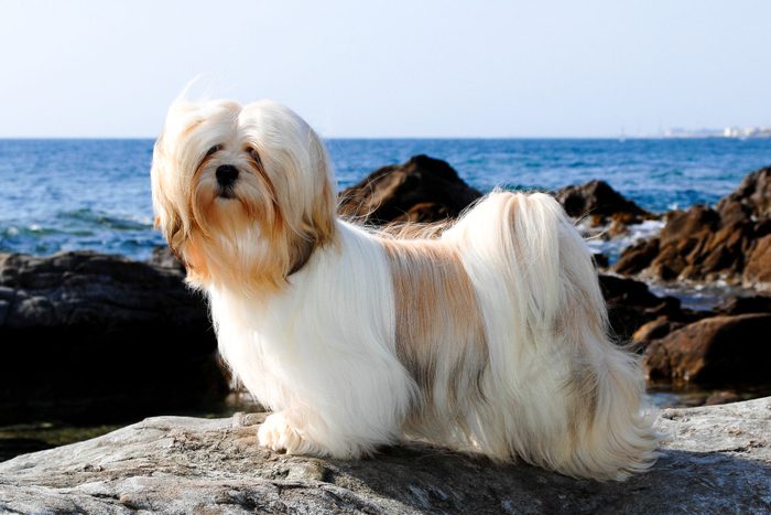 A beautiful shot of a Lhasa apso dog outdoors during the day 