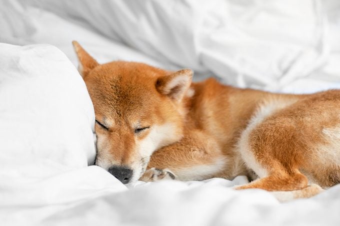 Cute red sleeping shiba inu dog laying relaxing in white bedsheets dreaming. Fluffy Japanese breed oriental puppy pet napping